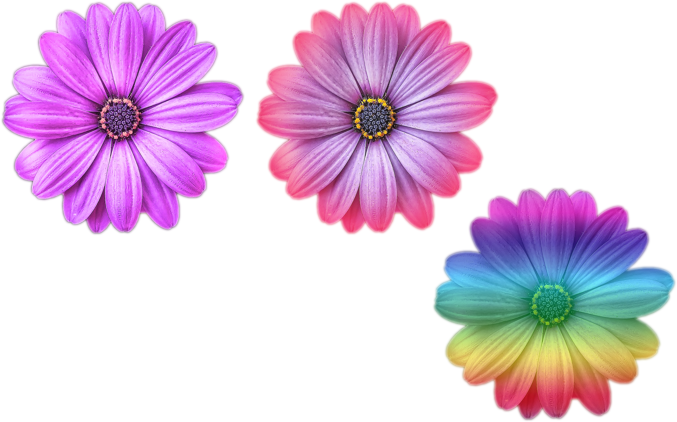 Multi Color Flower Png Files Purple Purple And Pink - Grid-lined Journal / Notebook: Diary / Notebook; Glossy (3000x2000), Png Download