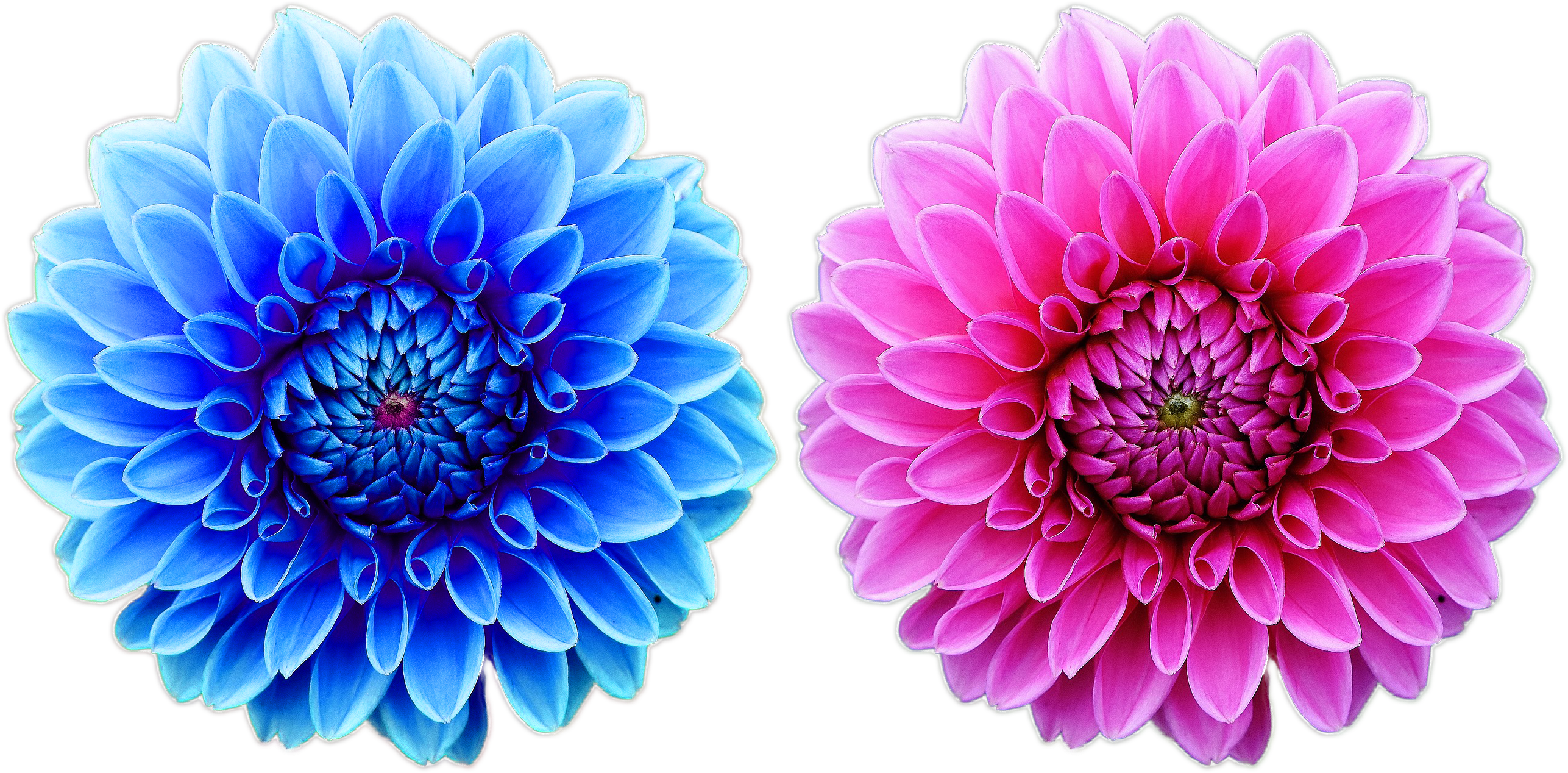 Beautiful Free Flower Png File Nature Cool Png Natural - Dot Grid Journal.: (diary, Notebook) Glossy & Soft (3000x2000), Png Download