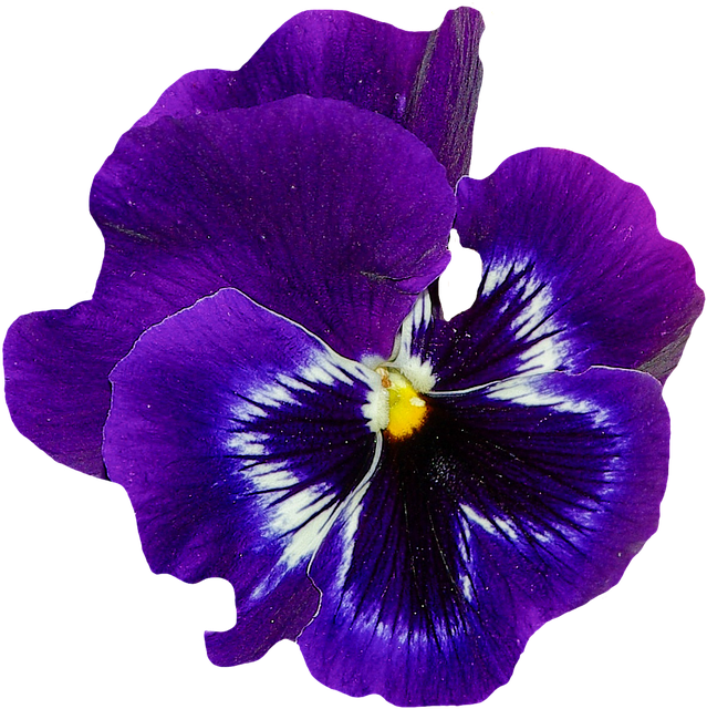 Pansy Blue Purple (639x640), Png Download