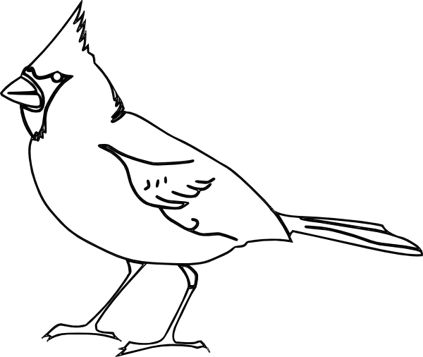 Small - Cardinal Bird Black And White Vector (600x506), Png Download