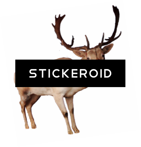 Reindeer Pic - Reindeer (461x481), Png Download