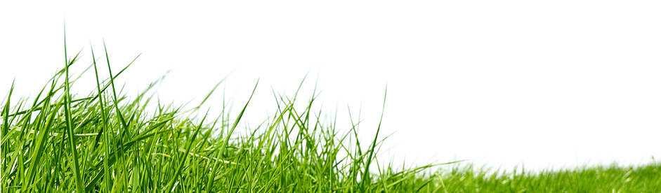 **grass Png - Long Grass Tunnel By Jennifer Roemermann 9781479703005 (940x500), Png Download