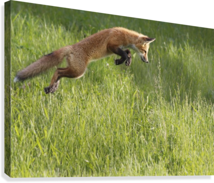 Fox Jumping In A Grass Field - Fox Jumping (429x367), Png Download