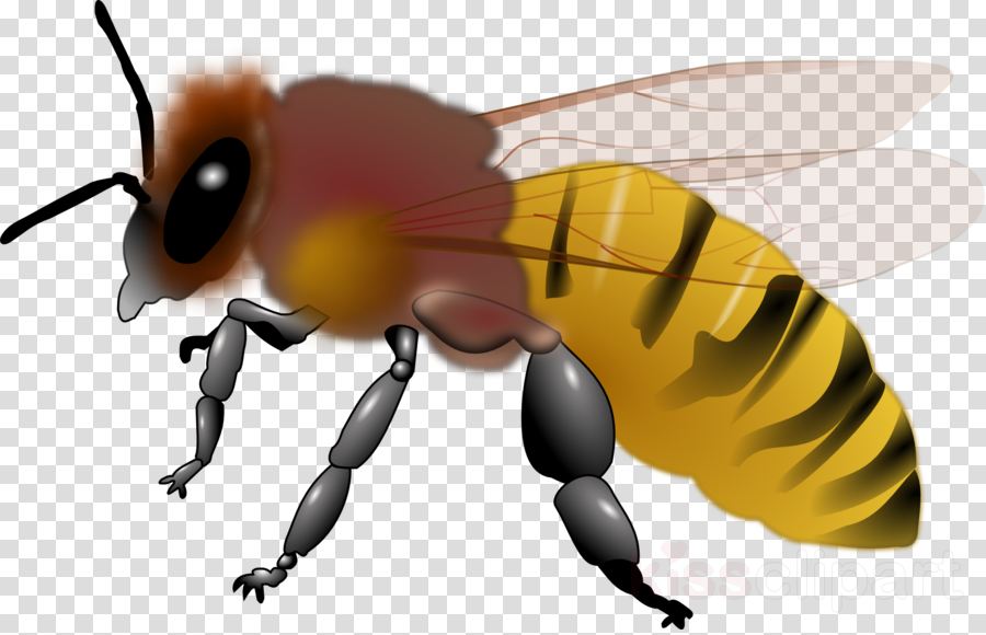 Download Honey Bee Clipart Western Honey Bee Clip Art - Honeybee Clipart (900x580), Png Download