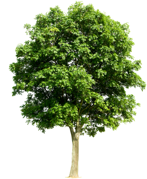 Trees Png Art Pinterest - Transparent Fruit Tree Png (604x800), Png Download