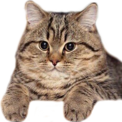442-4422420_cat-head-png-for-kids-.png