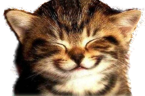 Happy Cat Png - Viña Del Mar Beach (480x317), Png Download