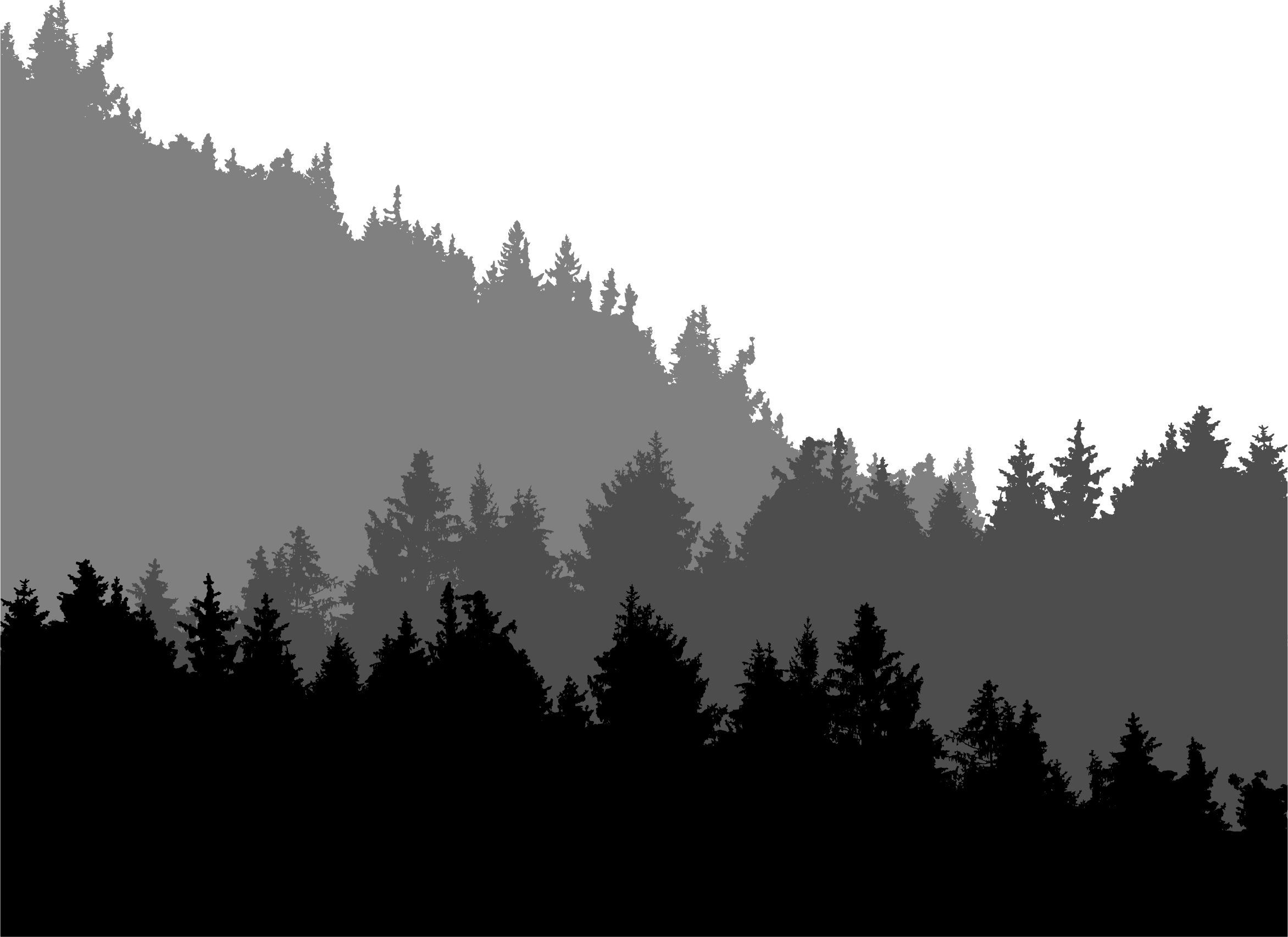 Big Image - Spruce-fir Forest (2344x1705), Png Download