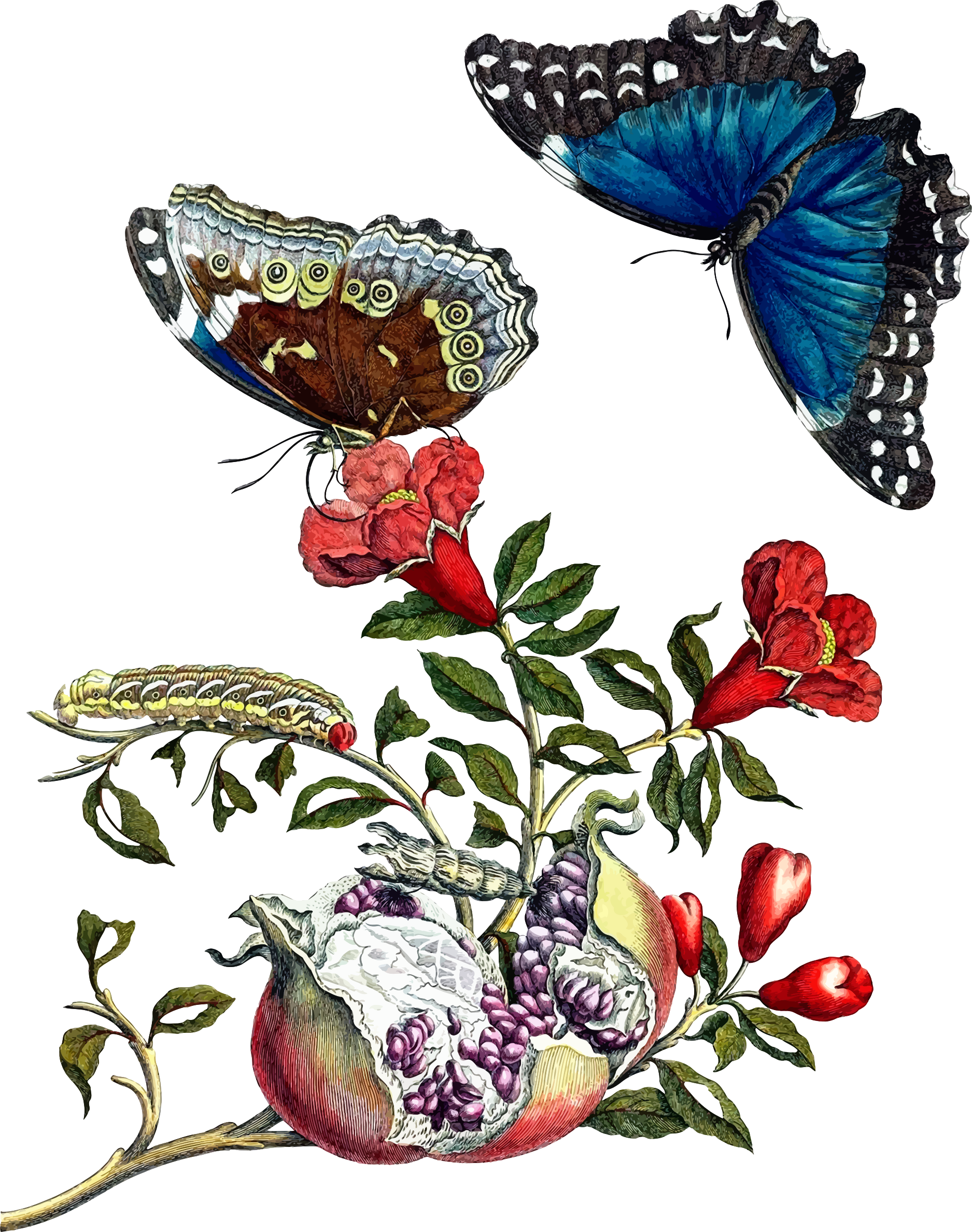 This Free Icons Png Design Of Butterflies On Pomegranate - Maria Sybilla Merian (1875x2376), Png Download