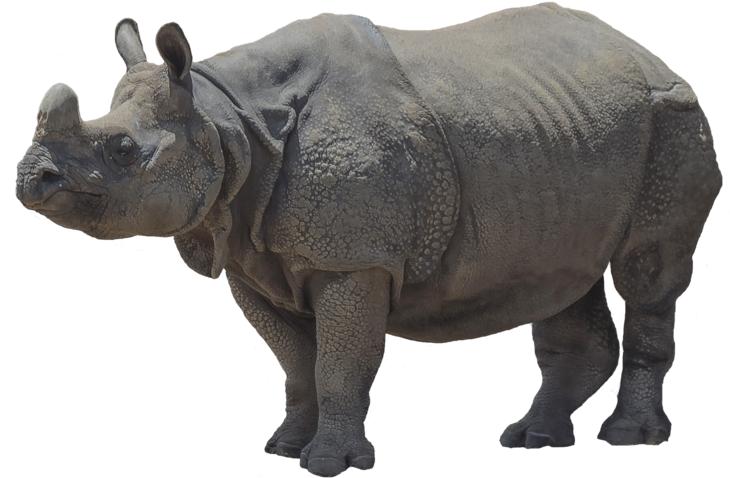 Platybelodon Trunk (1024x740), Png Download