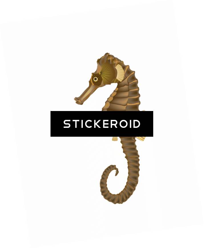 Seahorse - Northern Seahorse (715x869), Png Download