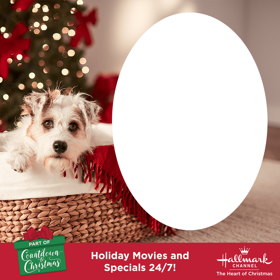 Option - Companion Dog (900x900), Png Download