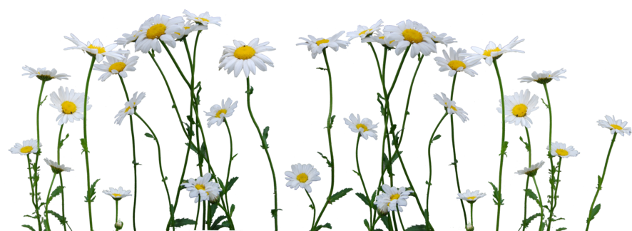 Daisy Png Image - Daisy Png (900x391), Png Download