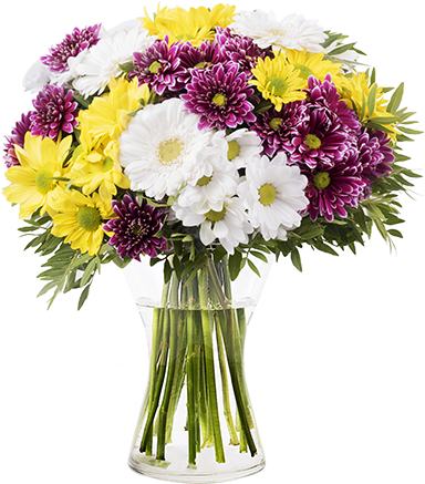 Mixed Daisies - Oxeye Daisy (480x480), Png Download