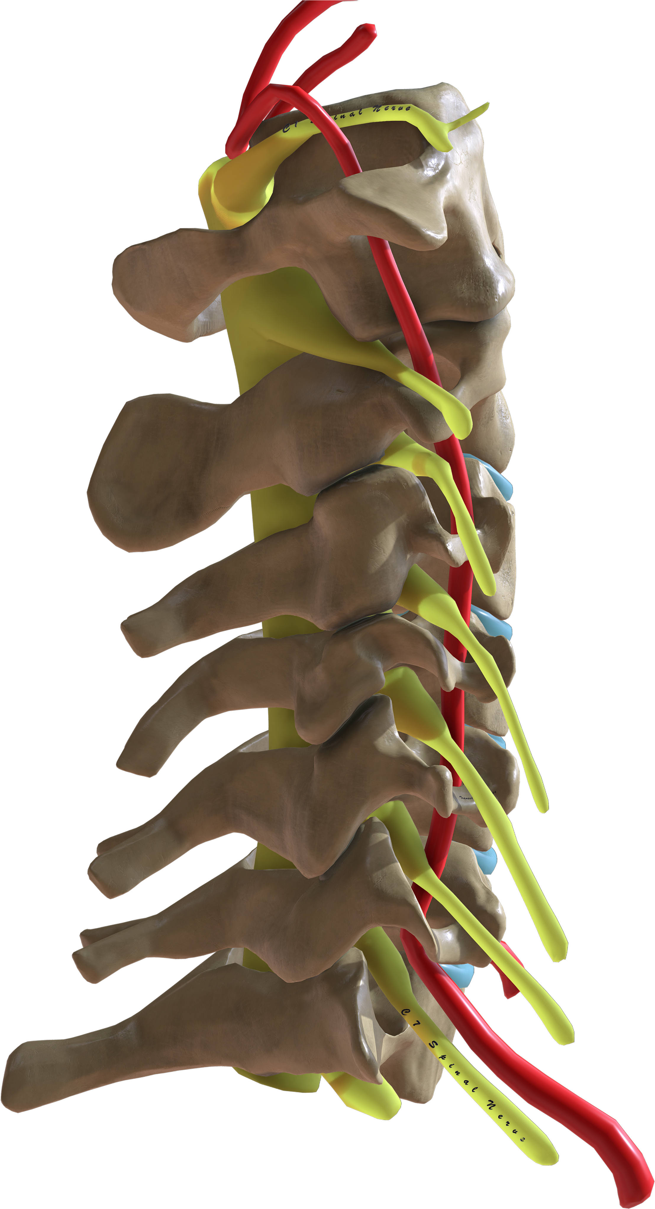 Cervical Spine Lateral View - Wikimedia Commons (4096x4096), Png Download