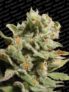 Paradise Seeds / Fem 5 Pack / Dutch Dragon - Dutch Dragon (240x320), Png Download