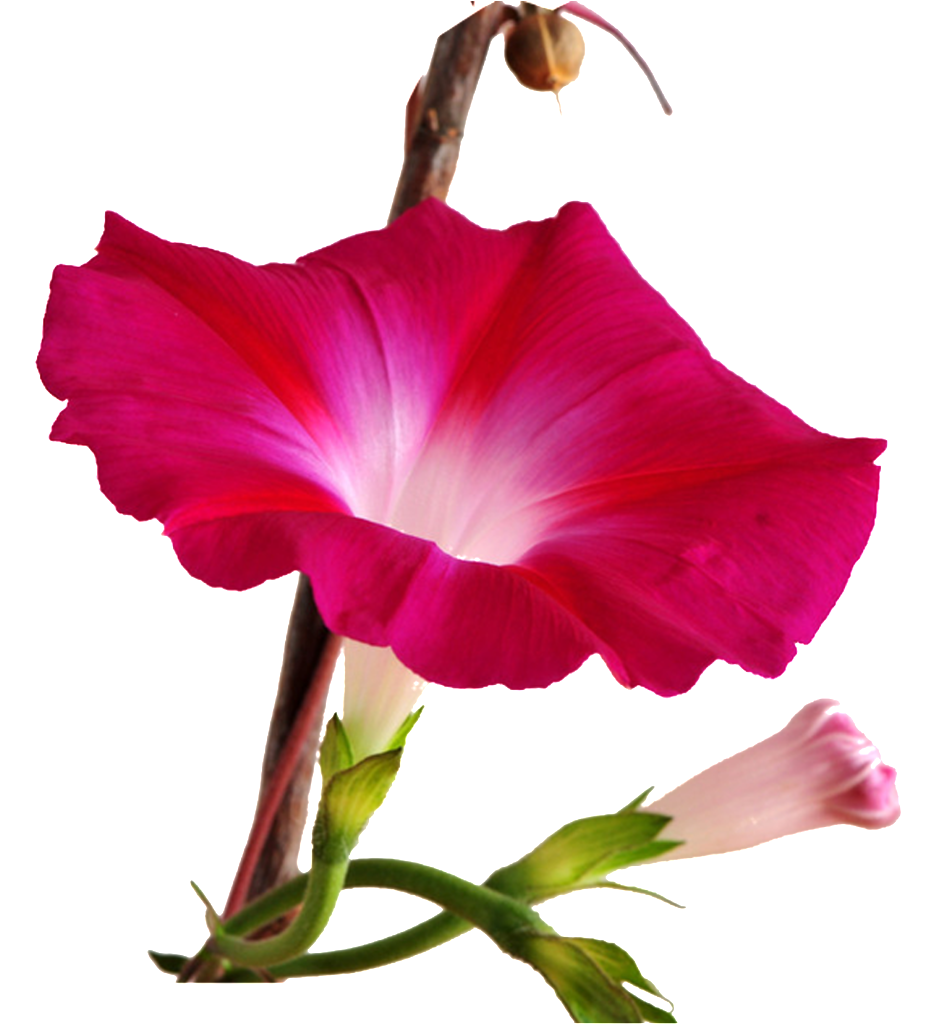 Red Morning Glory Png Hd - Morning Glory (1024x1024), Png Download