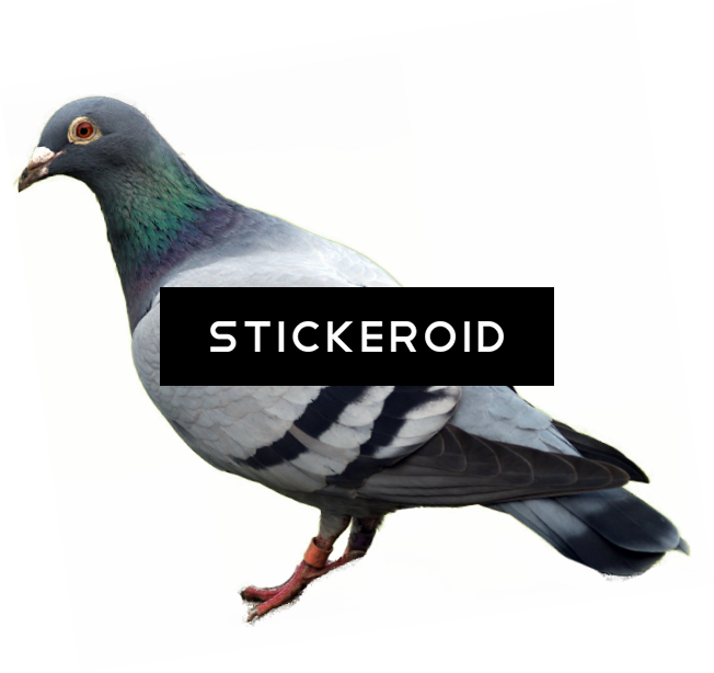 White Pigeons Animals Pigeon - Pigeon Png (652x614), Png Download