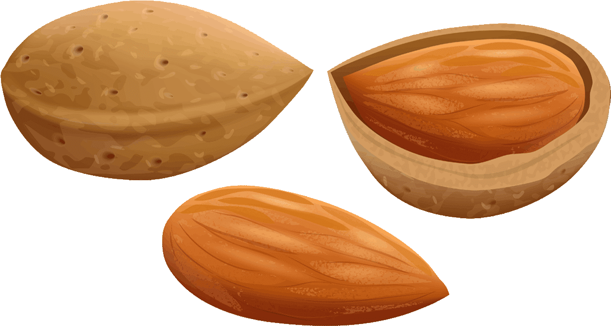 Almond Clipart File - Nut Clipart (1280x720), Png Download