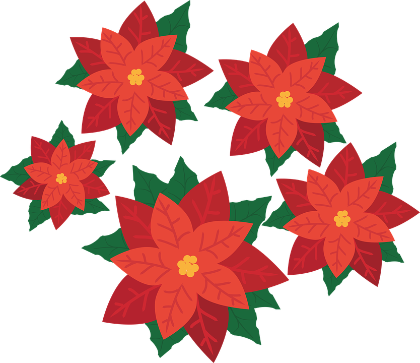 Christmas Flowers Clipart 2, Buy Clip Art - Clip Art Poinsettia (834x720), Png Download