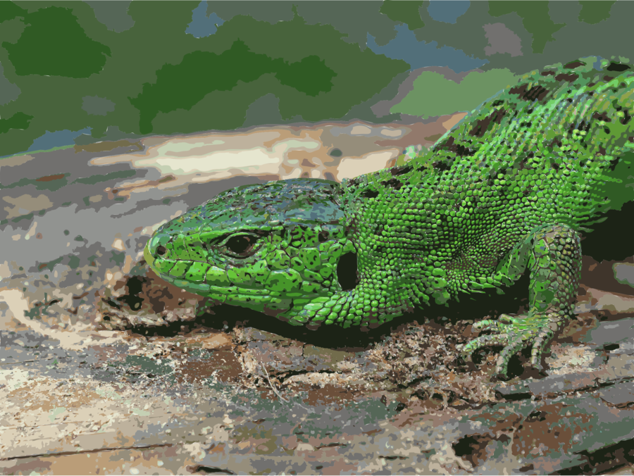 Download Swedish Lizards Clipart Sand Lizard Reptile - Blue Tongue Skink Greens (900x676), Png Download
