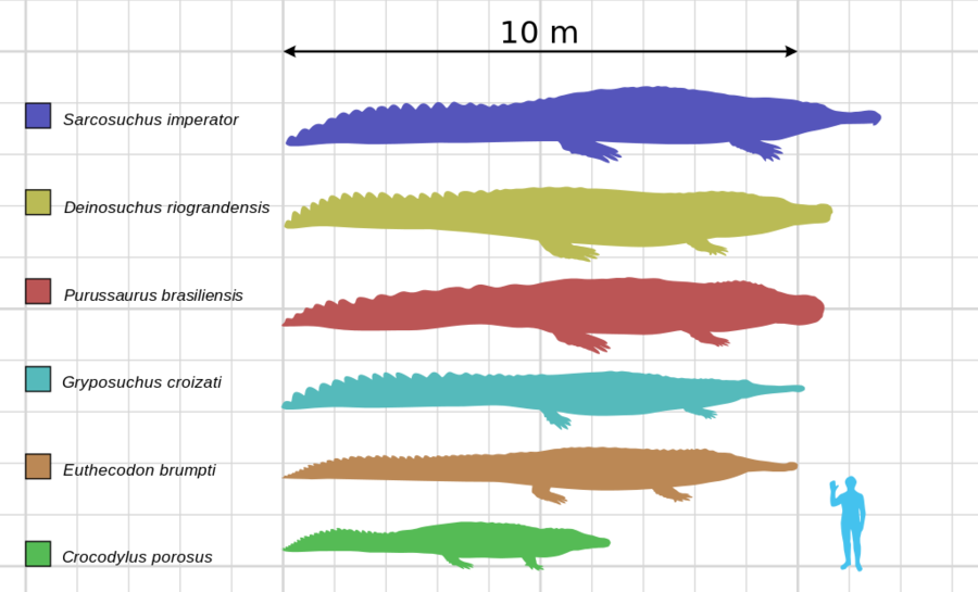 Only Sarchosuchus Croced Any Better - Saltwater Crocodile Size Chart (900x545), Png Download