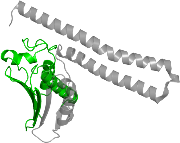 <div Class='caption-body'>1 Copy Of Pfam Domain - Dystrophin Structure (800x800), Png Download