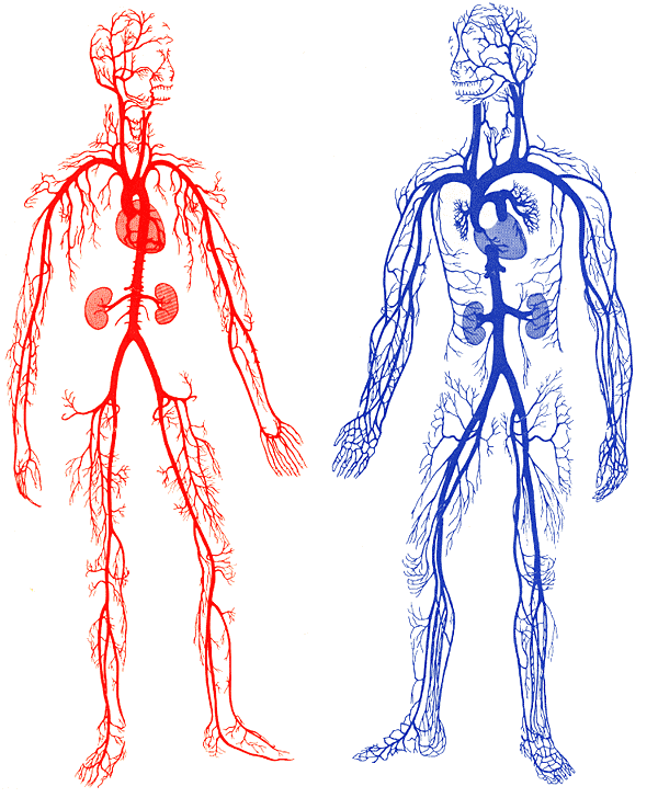 Arteries And Veins In The Body Ehumanbiofield Arteries, - Veins And Arteries Gif (580x721), Png Download