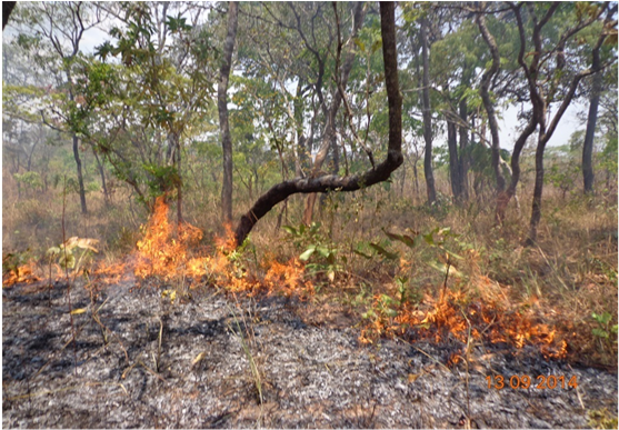Sometimes Hunters And Honey Gatherers Also Used Fire - Negative Impact On Forest (903x386), Png Download