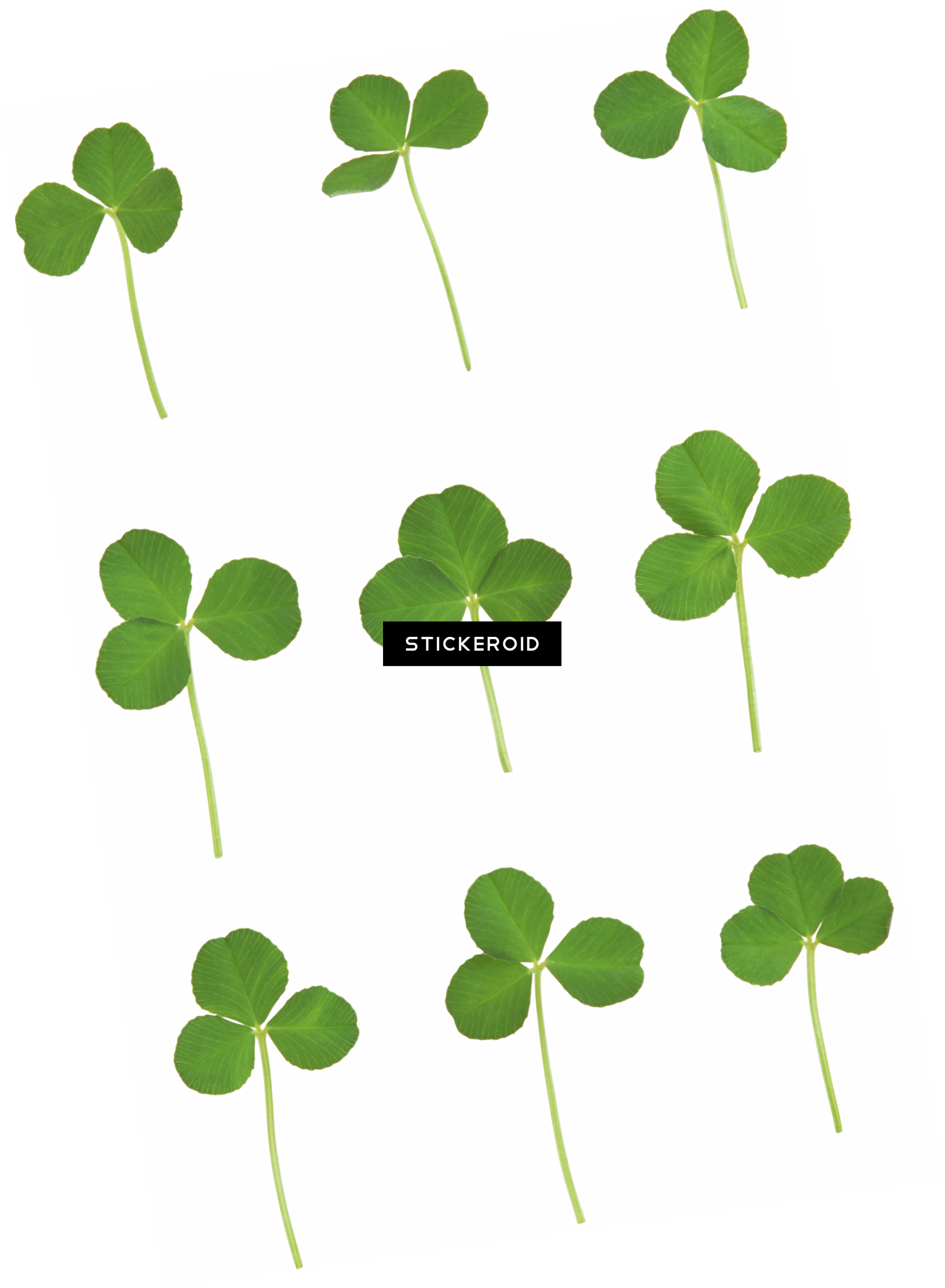 Green Clover - Photography (1907x2599), Png Download