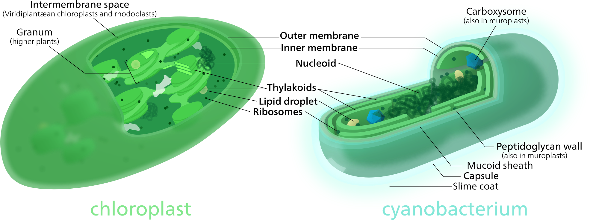 Both Chloroplasts And Cyanobacteria Have A Double Membrane, - Cyanobacteria Chloroplast (2000x754), Png Download