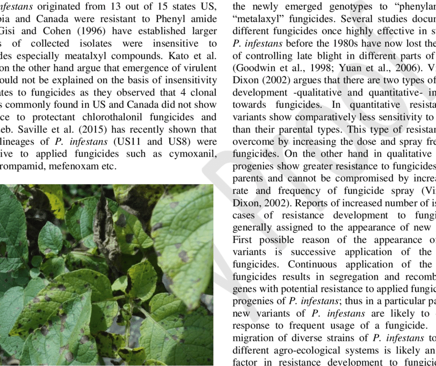 Symptoms Of Late Blight Disease On Potato Foliage - Potato Late Blight Fungus (850x713), Png Download