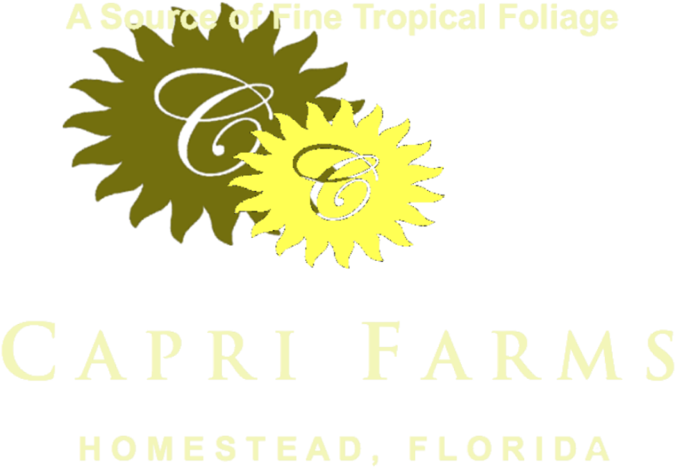 Copy Cropped Capri Farms Two Tone Left Right1 - Sunflower (1000x685), Png Download