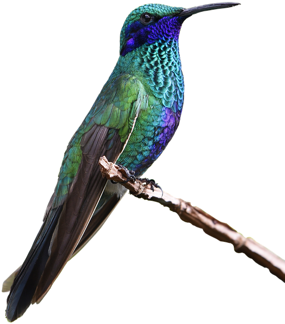 Simply Lovely Blue And Green Hummingbird Nature Journal: (579x720), Png Download