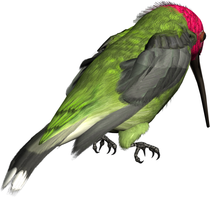 Hummingbird Png Picture - Clip Art (800x800), Png Download
