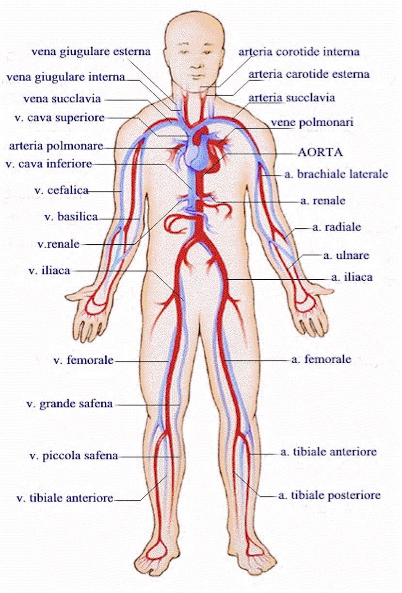Il Cuore E La Circolazione Del Sangue Circulatory System - Respiratory System Whole Body (829x1223), Png Download