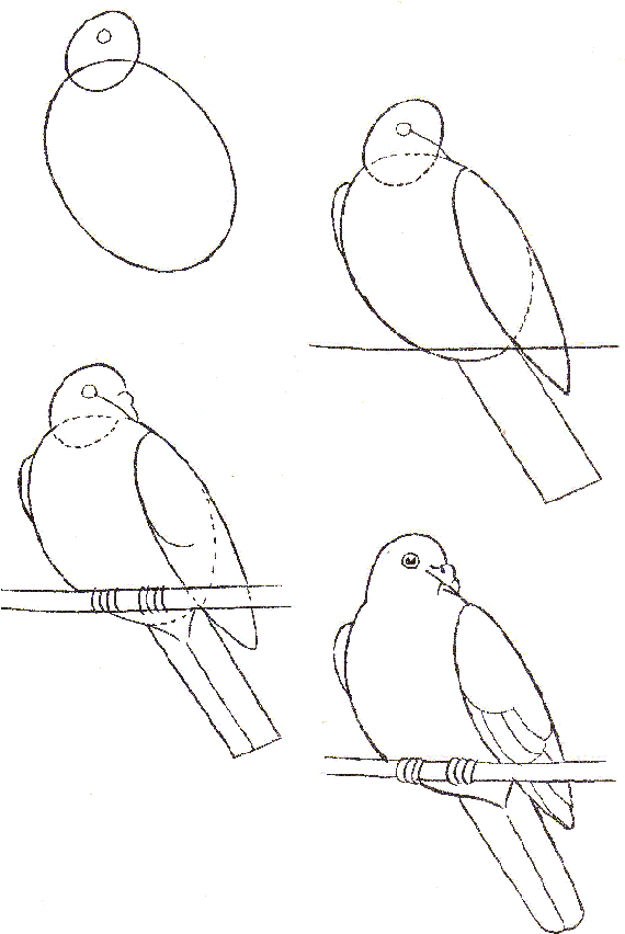 Stepwise Drawing Of A Dove How To Draw - Drawing (570x860), Png Download