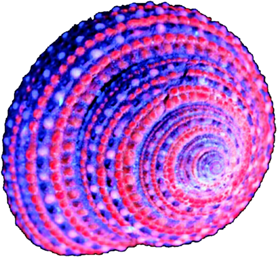 Purple Shell Clipart - Purple Seashells Png (930x860), Png Download