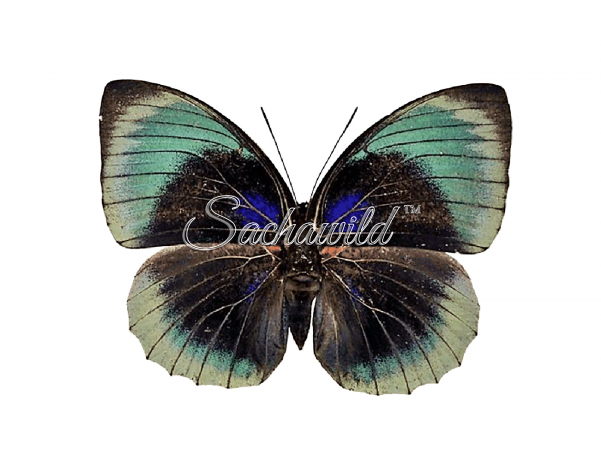 Agrias Beata (600x600), Png Download