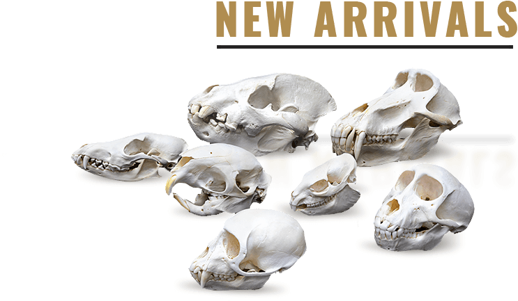 Category - Skull (787x452), Png Download