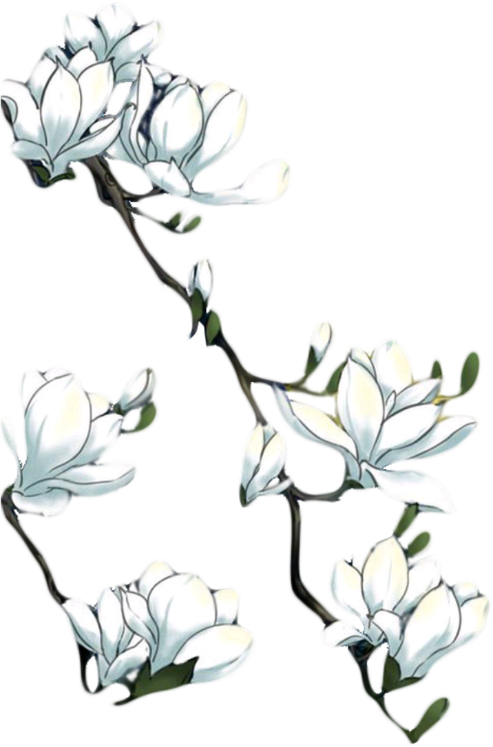 Hand Painted Magnolitransparent Decorative Element - Portable Network Graphics (1024x1517), Png Download