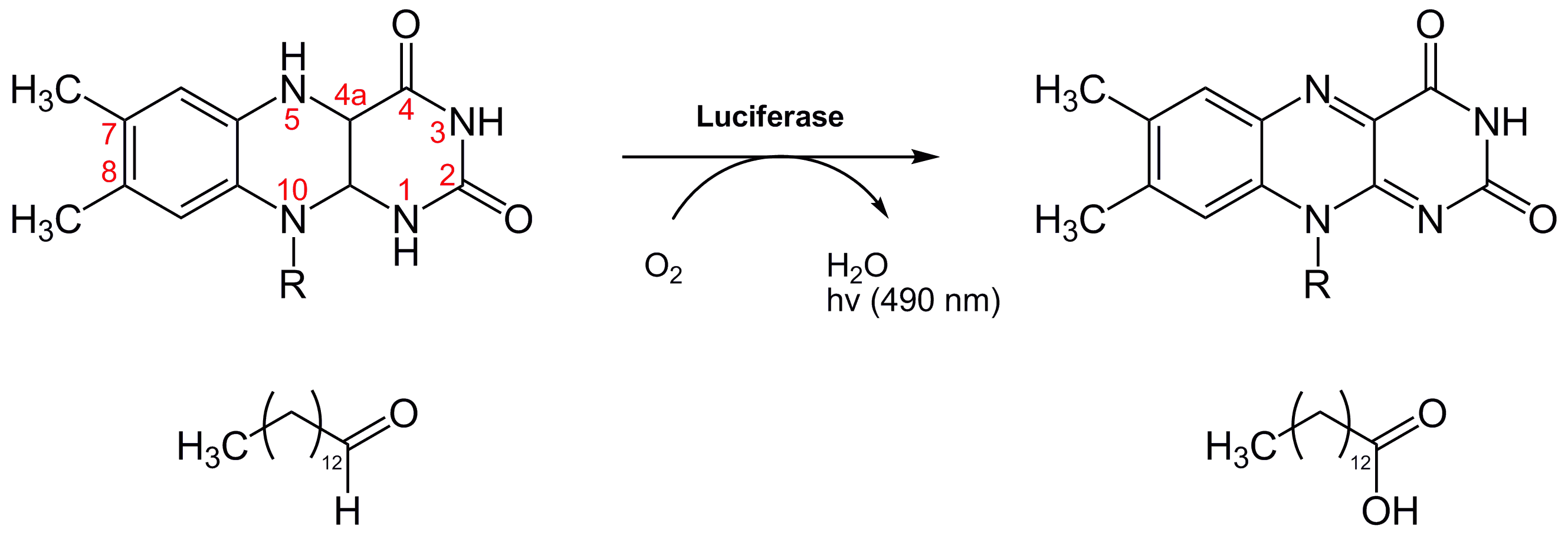 Luciferin Bacterial Reaction - Sildenafil Vardenafil (2658x907), Png Download
