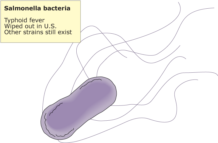 Salmonella Sp - - Lilac (800x600), Png Download