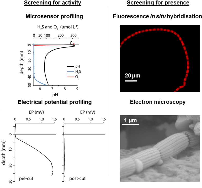 Overview Of The Methods That Demonstrate Cable Bacteria - Cable Bacteria (850x773), Png Download