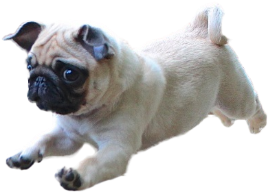 60 Images About 貼り付け。 On We Heart It - Dog Running Transparent Background (500x400), Png Download