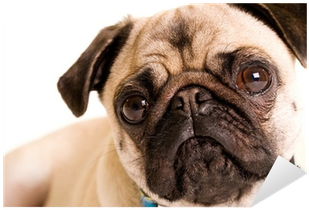 Pug (400x400), Png Download