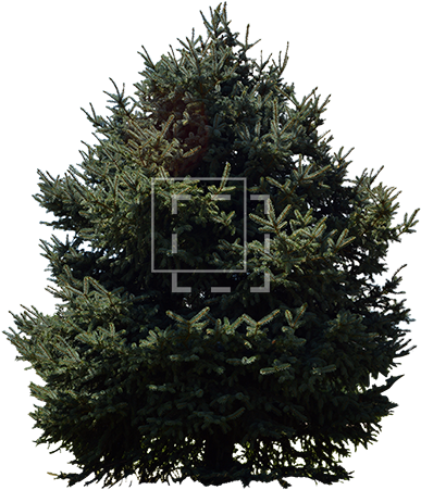 Norway Spruce Tree - Tree (450x450), Png Download