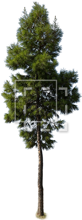 Evergreen Tree Growing Up Strong - Scots Pine (450x450), Png Download