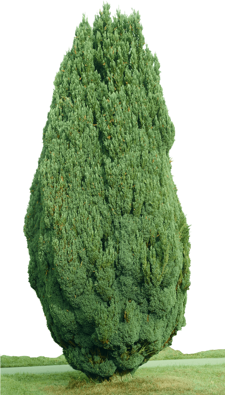 Cypress Tree Png - Portable Network Graphics (721x1280), Png Download