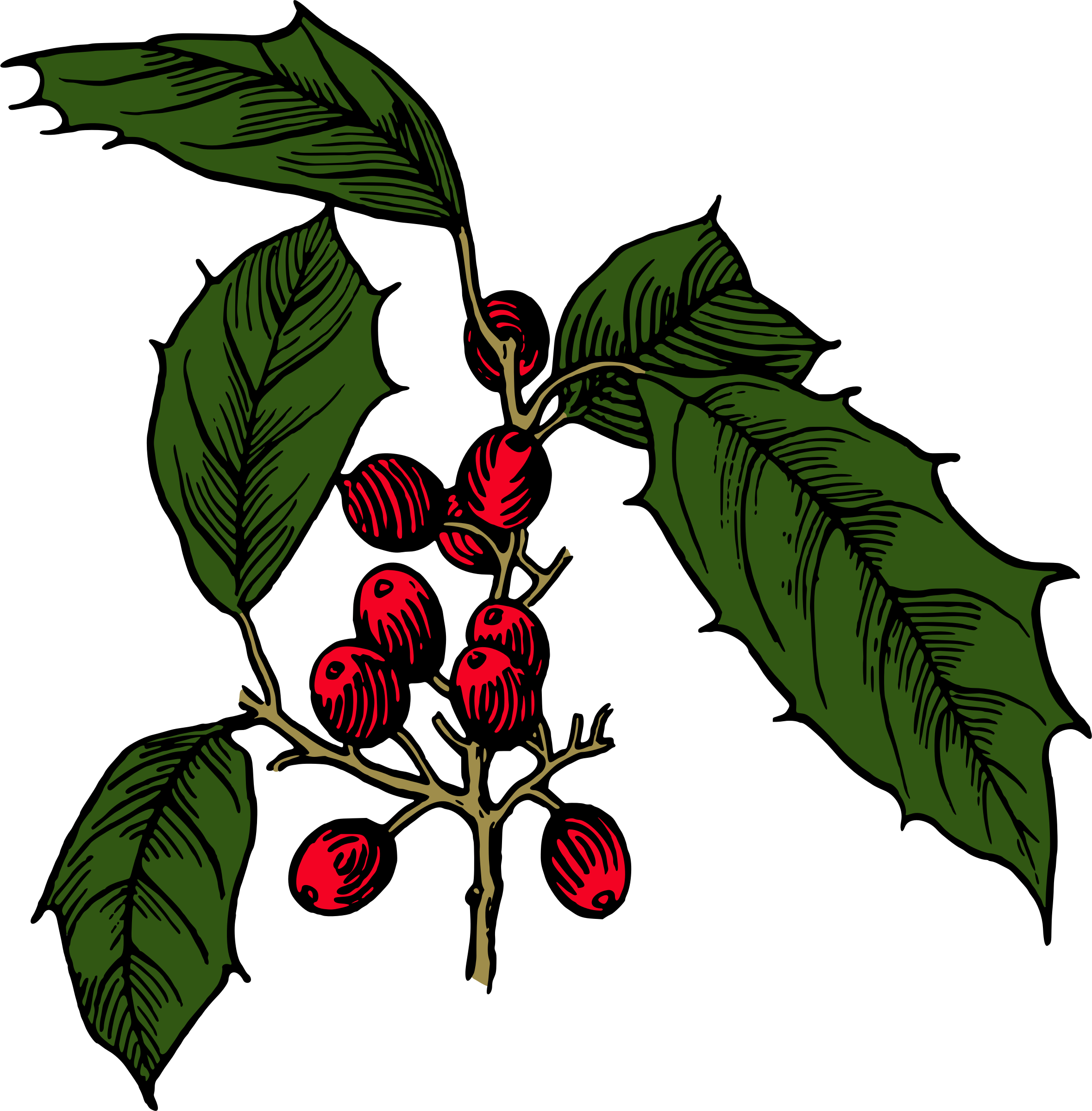 Holly Shrub Branch Evergreen Tree - Shrub (737x750), Png Download